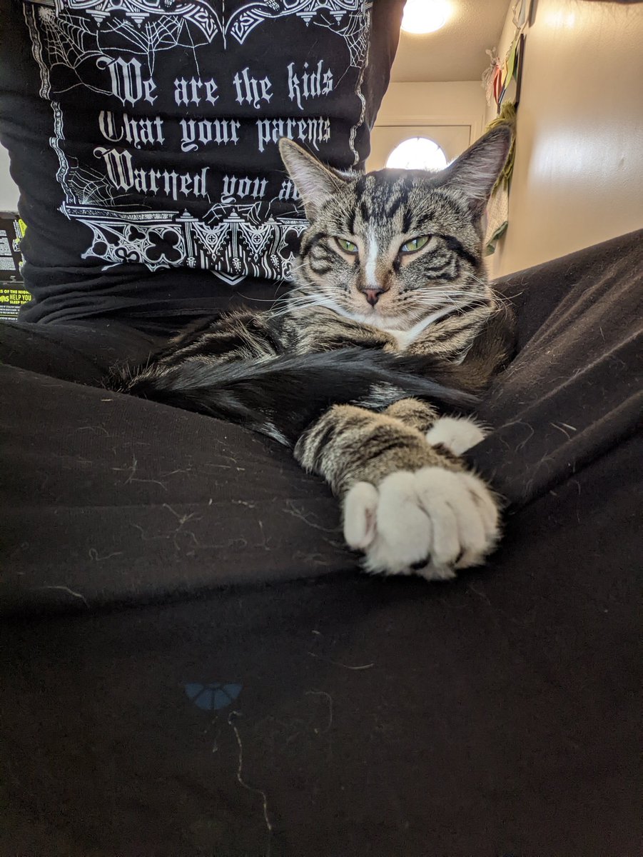 PortableDM's tweet photo. Gotta cover dad in hair to get your snuggles in.
#catlife #prestream #goodday #kitty https://t.co/uI7zjNoYbB