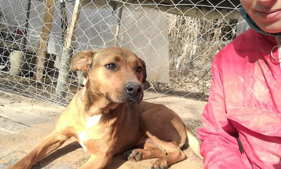 GrStrays's tweet photo. Myra before and after! Now she lives with her new family, and they went for shopping! I am so jealous, she lives better than me 😂 https://t.co/9TsVhaXeUO