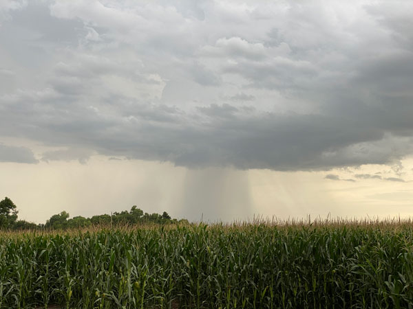 This eUpdate covers several topics including the optimum seeding rates for #corn, an update on the status of first hollow stem in #wheat, and becoming a volunteer weather reporter in Kansas! https://t.co/FUixHk69rv https://t.co/LXmpdm99Zy