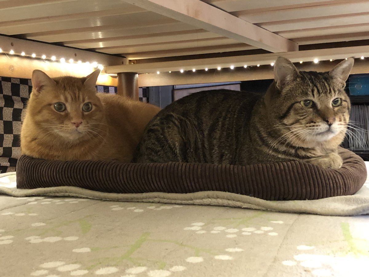 max&kitty tweet media