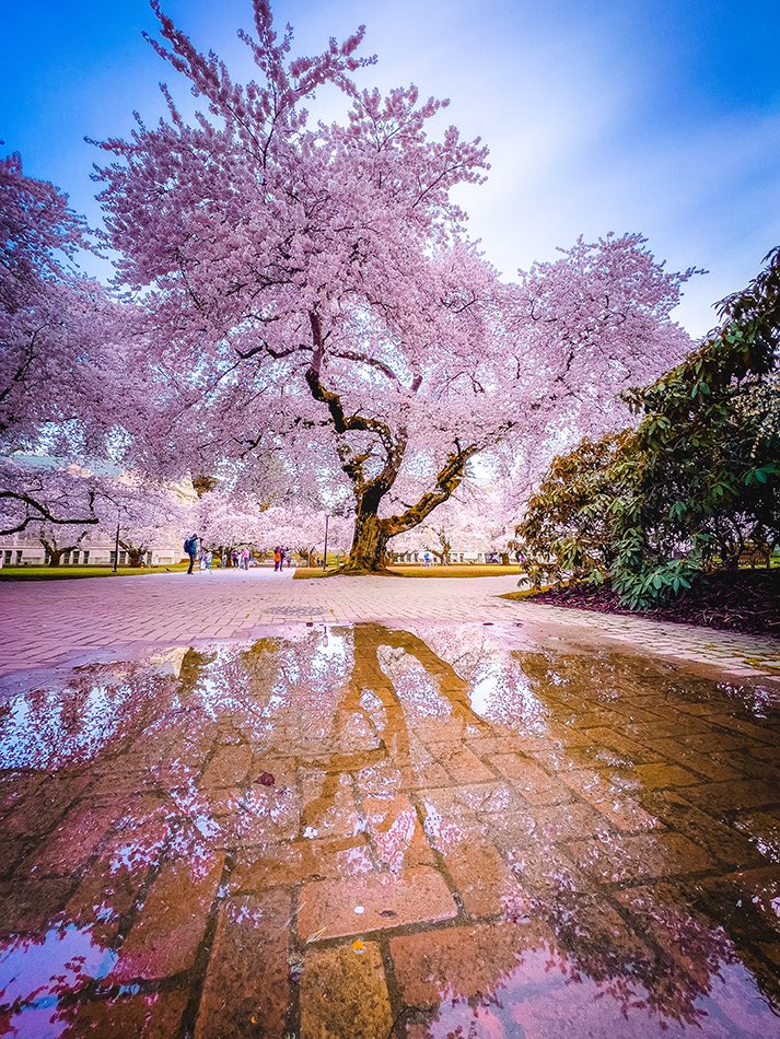 DeneMiles's tweet image. Spring is in the air 🌸 #spring #Seattle