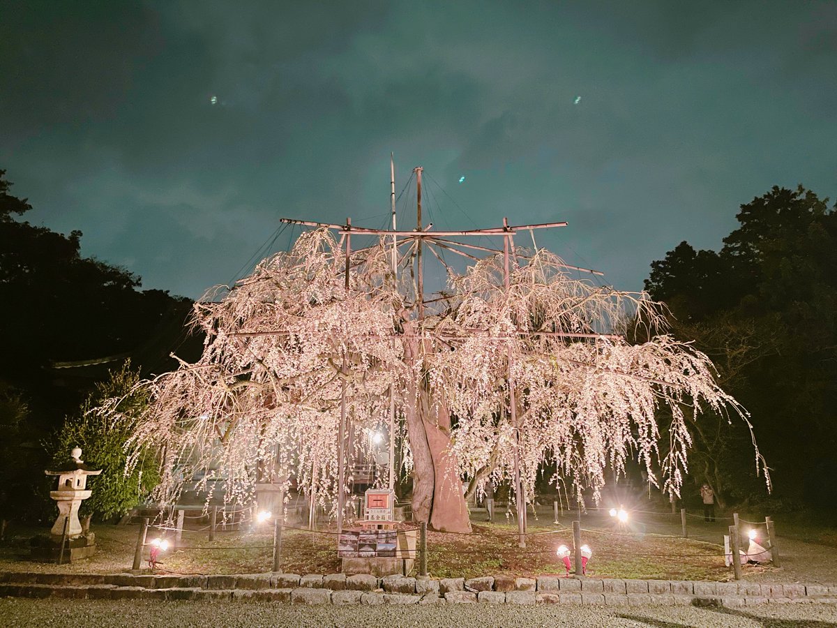 CLH0904's tweet photo. 野依八幡社のしだれ桜が見頃だそうで明日の大雨に散る前には見にこうと思う。 写真は昨年の3/20( •̅ω•̅ ) https://t.co/Fa23tOqsTD