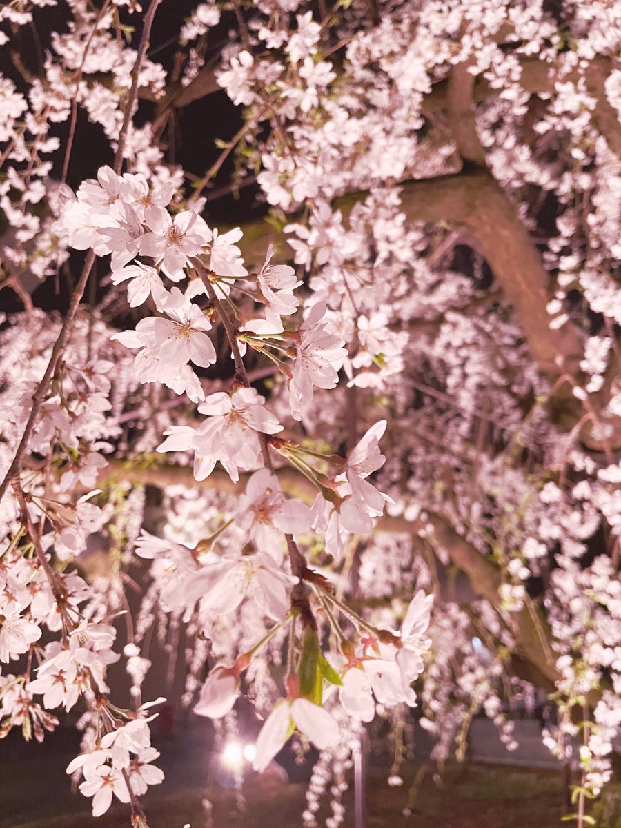 CLH0904's tweet photo. 野依八幡社のしだれ桜が見頃だそうで明日の大雨に散る前には見にこうと思う。 写真は昨年の3/20( •̅ω•̅ ) https://t.co/Fa23tOqsTD