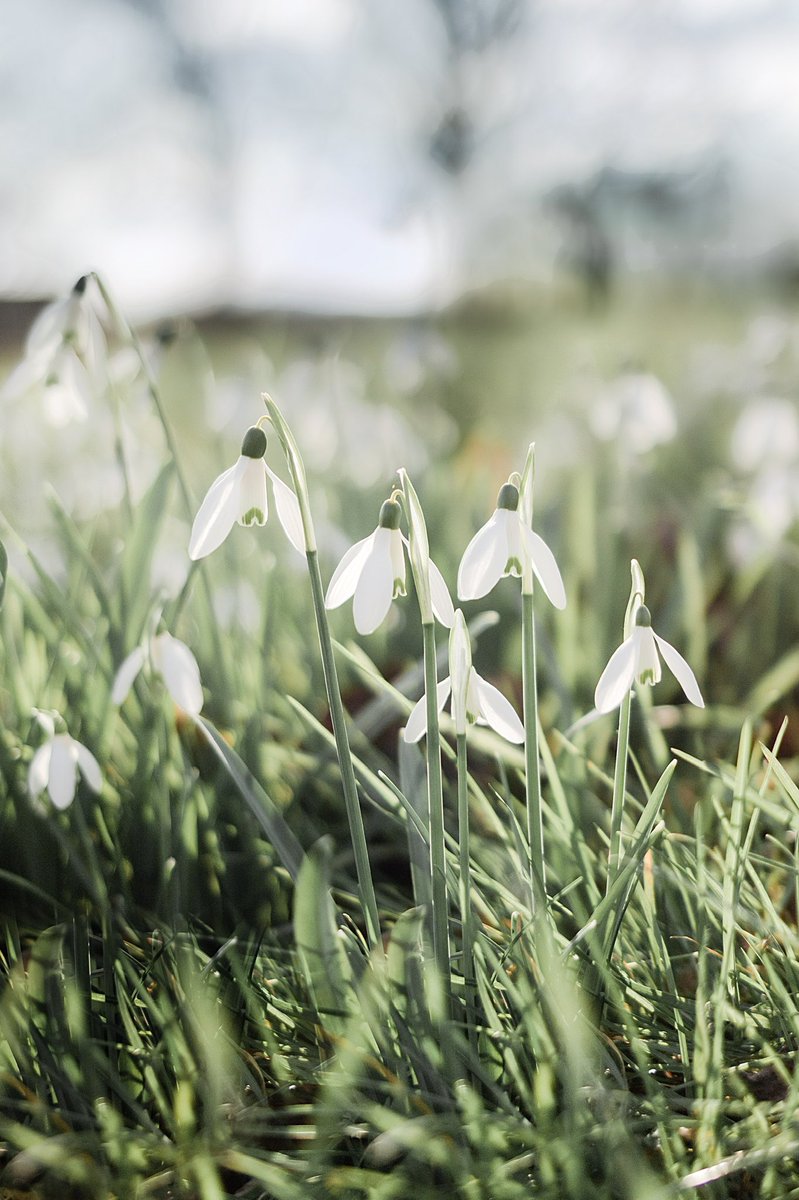leaf_magnolia's tweet photo. Snowdrops #snowdropseason #snowdrops #hellebores #ranunculus #winterflowers #britishflowers #mlfloral #hertfordshireflorist https://t.co/PakPkNueXX