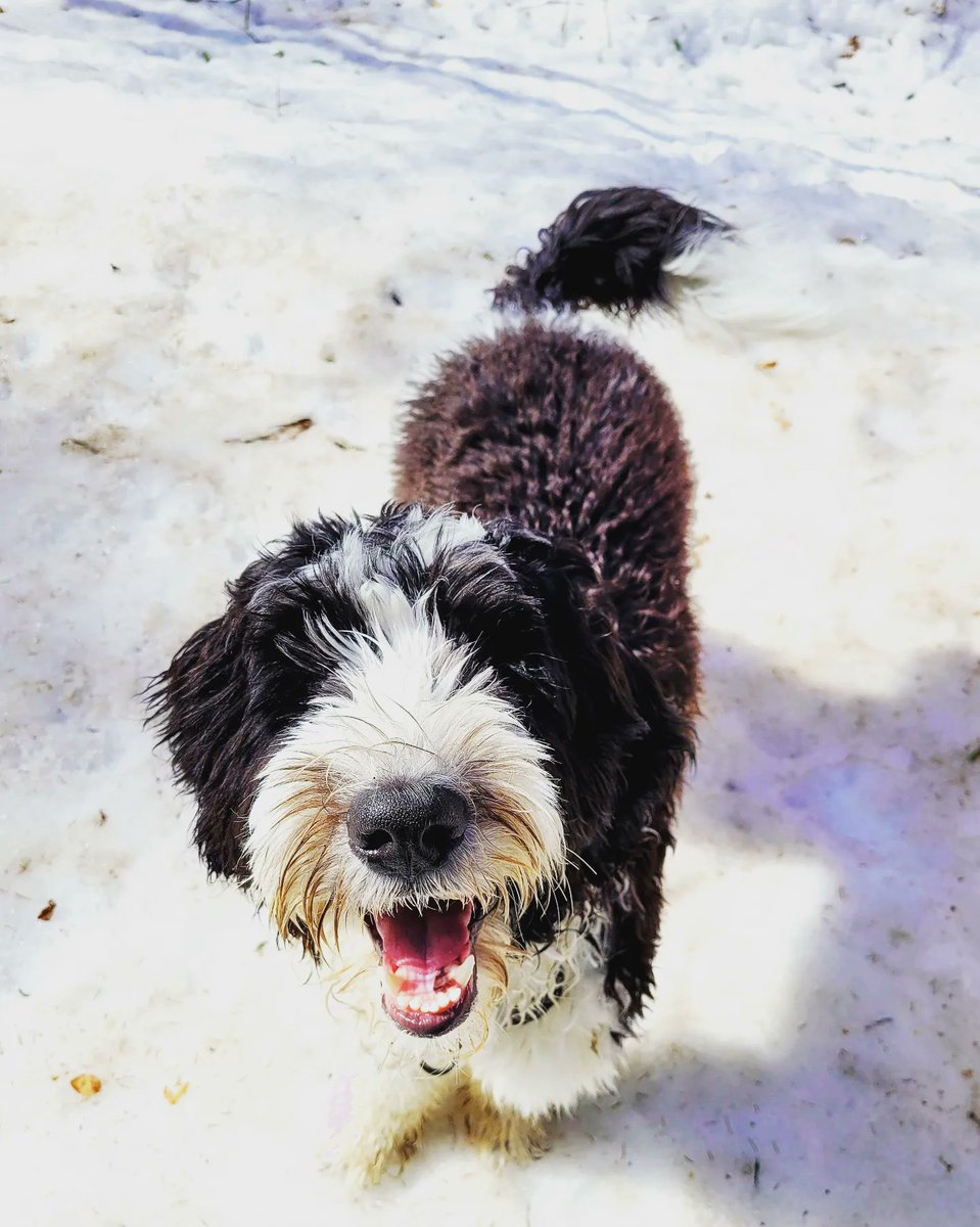 UnleashedExplo1's tweet photo. Full crew #unleashedexplorers #yeg #yegdogs #happydogs #ravine https://t.co/WTHfFteEu2