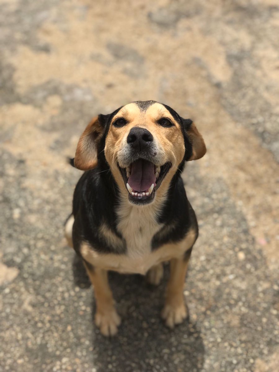 caogonhal's tweet photo. Congonhal/MG
Fala sério: esse Alfredo é lindo demais, né? Tá pra nascer um doguinho mais fotogênico.
Fred tem cerca de 4 anos, porte médio e está castrado e vacinado.
Nos ajude a dar ao Alfredo uma vida feliz em um lar.
Contato via whatsapp (35) 99192-1673. https://t.co/Id3keAromJ