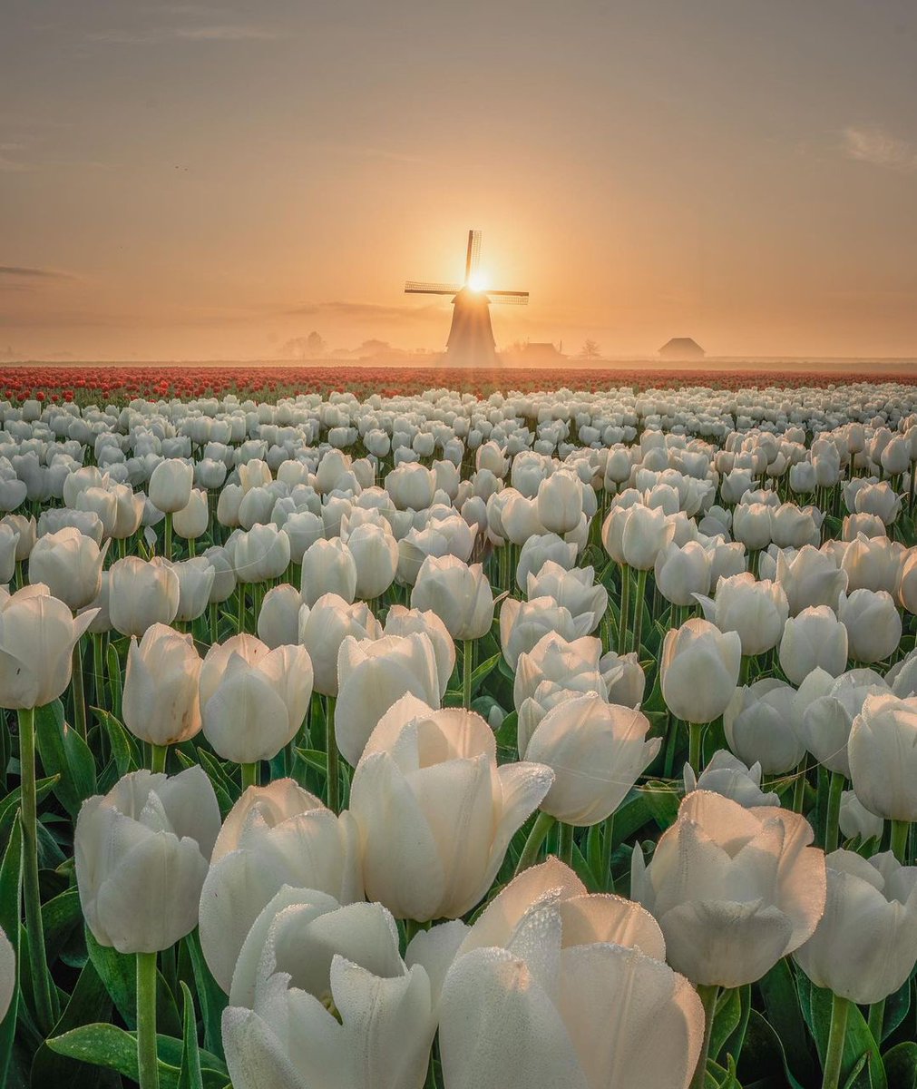 Fijne #TerugVolgVrijdag. Wie ons volgt, volgen wij terug. Net als alle andere dagen van de week. Liefs, #TeamPositief

📸 Nick de Jonge #Goedemorgen