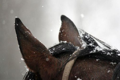 Fʀᴇʏᴊᴀ ᴏғ Kᴀᴇᴅᴡᴇɴ - (Parody) tweet media