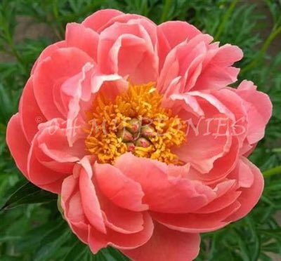 OhMyPeonies's tweet photo. Head on over to https://t.co/S1w4fTFKNO for a great Mother’s Day special! 20% off three favorites if ordered by May 8th! 🌸 #peonyfarm #mothersdayspecial #flowersformom https://t.co/hRyeFgPzlJ