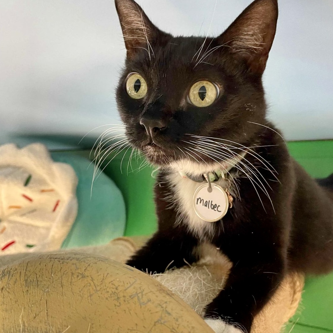 Gulf Coast Town Ctr tweet media