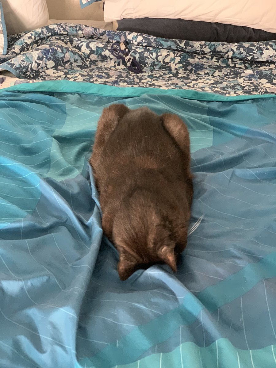 susiwoosi's tweet photo. Sometimes you just have to put your head down and take a break from the world #CatsOfTwitter https://t.co/LADBweOnSi