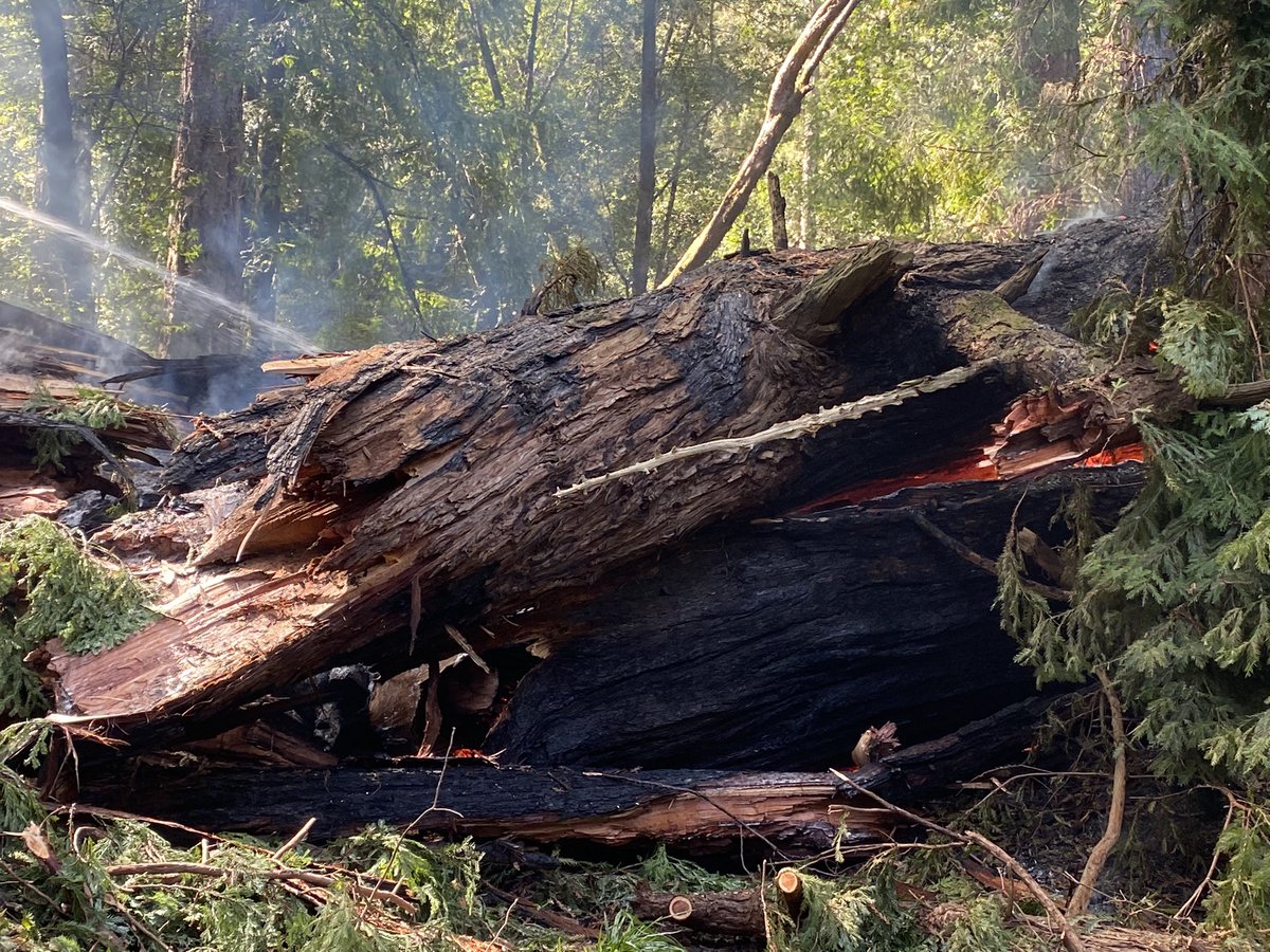 CAStateParks's tweet photo. #CAStateParks is saddened to share that the iconic #PioneerTree @ #SamuelPTaylorSP is no longer standing. The tree was fully engulfed in flames ๐ฅ earlier this A.M. Pioneer Tree & Cross Marin Trails are temporarily closed to the public. Public advised to stay clear of area. https://t.co/ZthVcXz2ts
