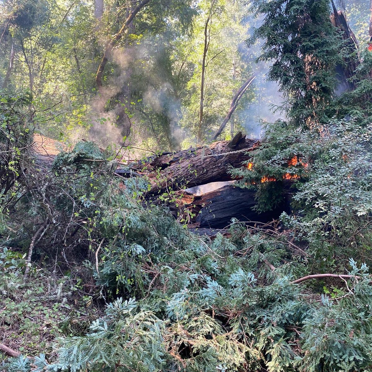 CAStateParks's tweet photo. #CAStateParks is saddened to share that the iconic #PioneerTree @ #SamuelPTaylorSP is no longer standing. The tree was fully engulfed in flames ๐ฅ earlier this A.M. Pioneer Tree & Cross Marin Trails are temporarily closed to the public. Public advised to stay clear of area. https://t.co/ZthVcXz2ts