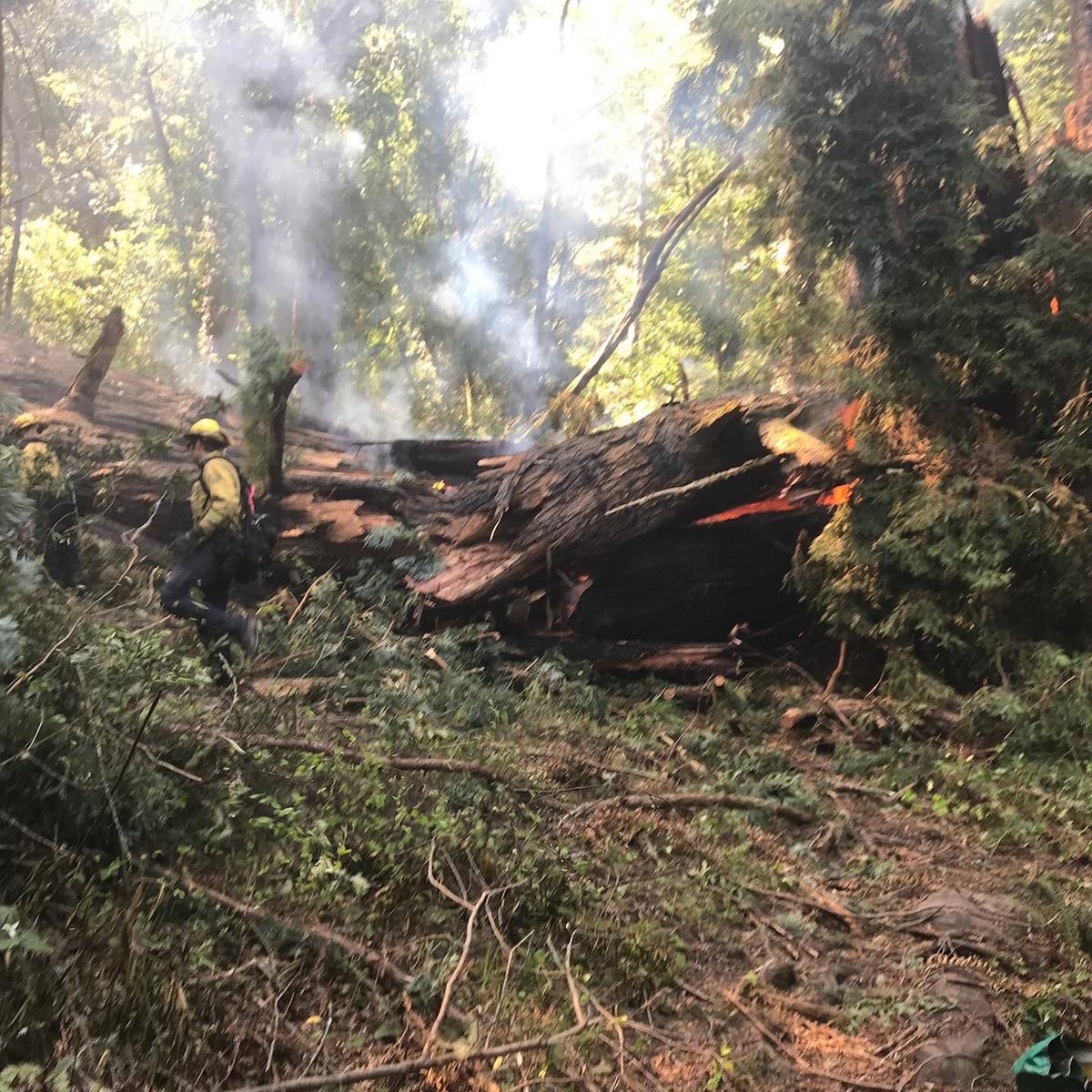 CAStateParks's tweet photo. #CAStateParks is saddened to share that the iconic #PioneerTree @ #SamuelPTaylorSP is no longer standing. The tree was fully engulfed in flames ๐ฅ earlier this A.M. Pioneer Tree & Cross Marin Trails are temporarily closed to the public. Public advised to stay clear of area. https://t.co/ZthVcXz2ts
