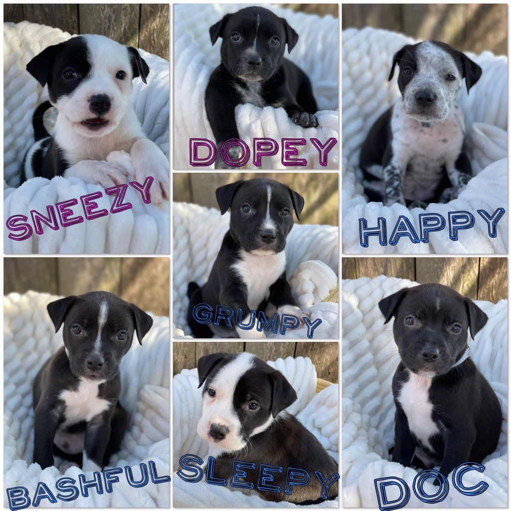 New puppy alert! 🚨😍 #masbullyrescue #adoptus <a href="/CrosbyMaxx/">Maxx Crosby</a>