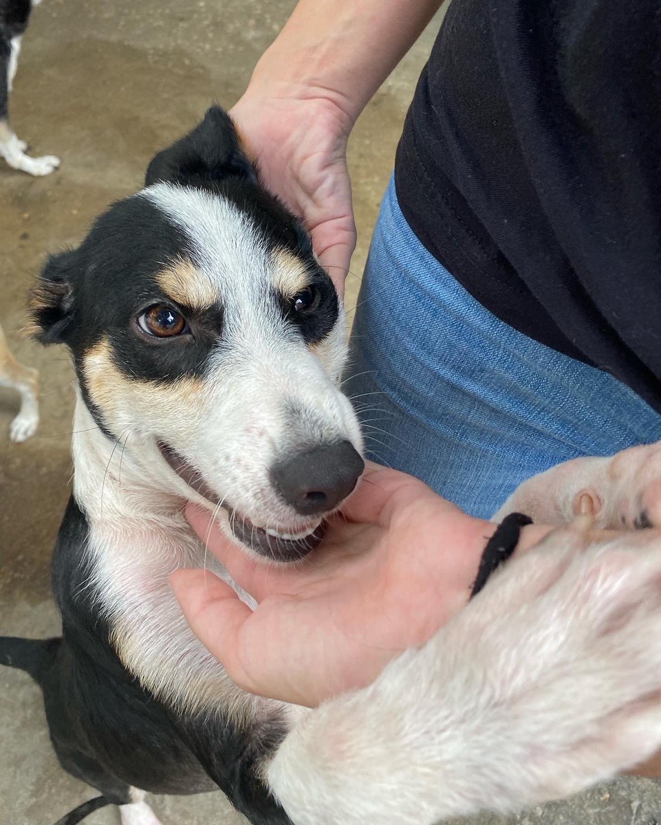 natbarrios21's tweet photo. Holiii! Vuelvo por aca para presentarles a Ali🥊 lo rescatamos con problemas severos de piel y ya esta listo para un hogar! Pero NADIE lo ha querido adoptar solo me llegan mensajes de gente que no lo quiere💔. Me ayudan con un RT para encontrar su familia🥺🙏🏼 https://t.co/EoTjsooAKJ