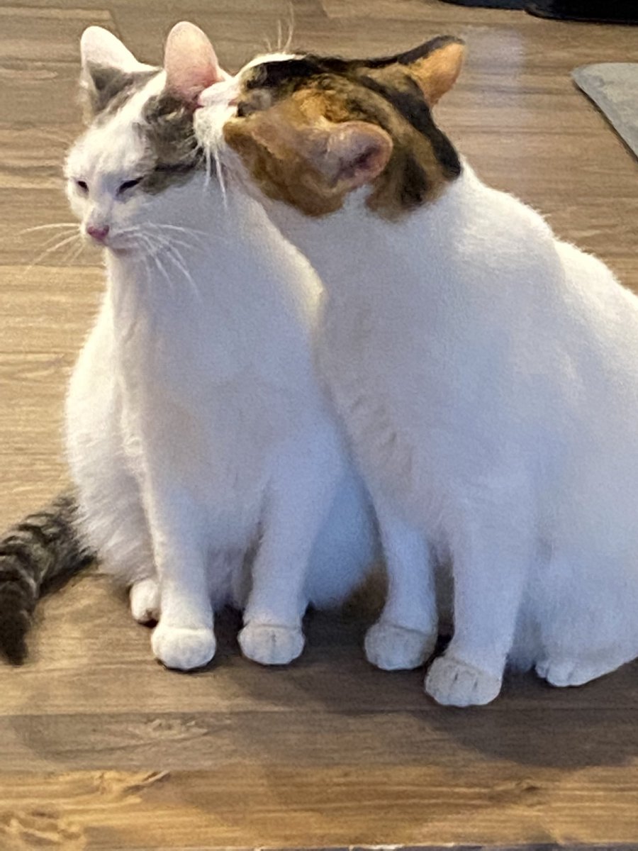PurrfectPaws4's tweet photo. Adorable 🥰 https://t.co/ZQk20qggK3