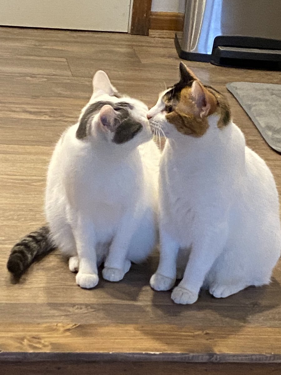 PurrfectPaws4's tweet photo. Adorable 🥰 https://t.co/ZQk20qggK3