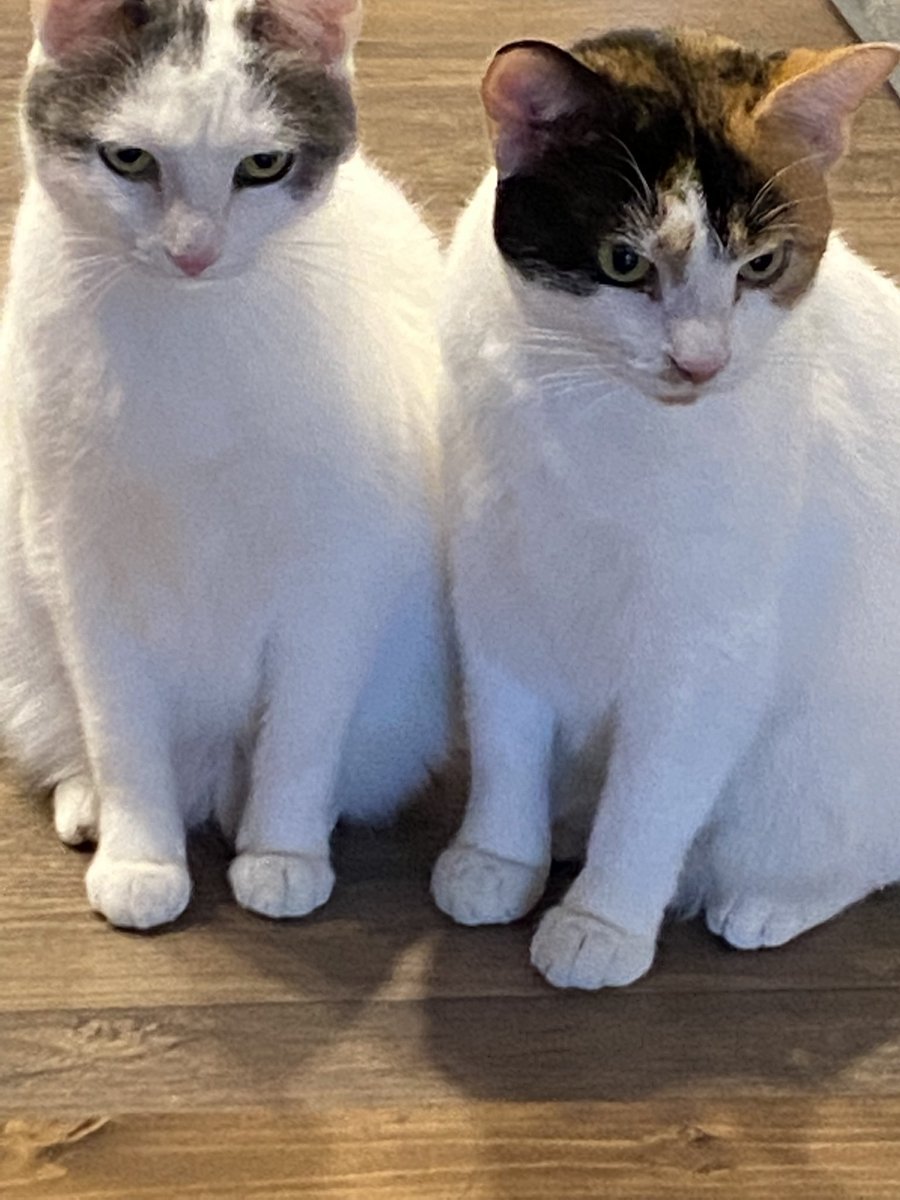 PurrfectPaws4's tweet photo. Adorable 🥰 https://t.co/ZQk20qggK3