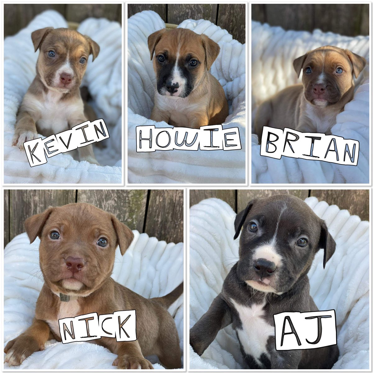 It’s a puppy brigade here at <a href="/MASBullyRescue/">Make A Stand Bully Rescue</a>! We have so many available dogs and pups, check them out at masbullyrescue.org! #adoptable #bullypuppies