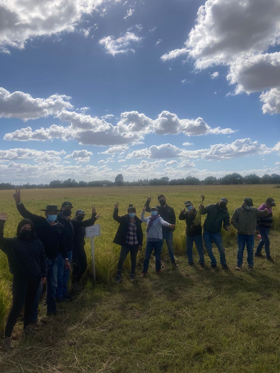 Kcordero_lara's tweet photo. Últimas jornadas en terreno en los GIPs de #Ñuble en Santa Amelia y Sindicato de arroceros Ñiquen en el marco del Proyecto @FIA_Chile y @FontagroLAC producción de arroz climaticamente inteligente, discusion 21/22 y proyección para el 22/23 @iniachile @IICAChile 🌾💪🍚 https://t.co/7IPMKYtB30