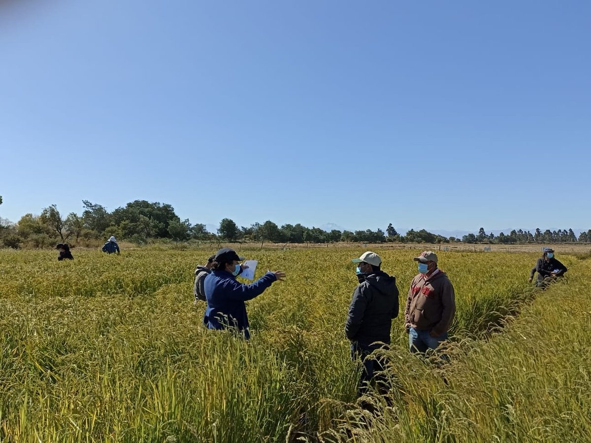 Kcordero_lara's tweet photo. Últimas jornadas en terreno en los GIPs de #Ñuble en Santa Amelia y Sindicato de arroceros Ñiquen en el marco del Proyecto @FIA_Chile y @FontagroLAC producción de arroz climaticamente inteligente, discusion 21/22 y proyección para el 22/23 @iniachile @IICAChile 🌾💪🍚 https://t.co/7IPMKYtB30