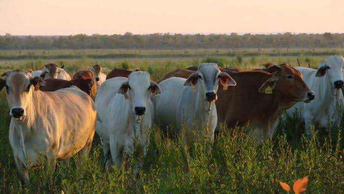 NTCA’s <a href="/sokitomi/">🇦🇺 David Connolly</a> calls on #NTGov to complete all recommendations of Pepper Inquiry into fracking
 
“Our land is our home.
It is where our family lives.
It is where we raise our children and look after our animals.
Where will the next seven generations live if we get this wrong?”