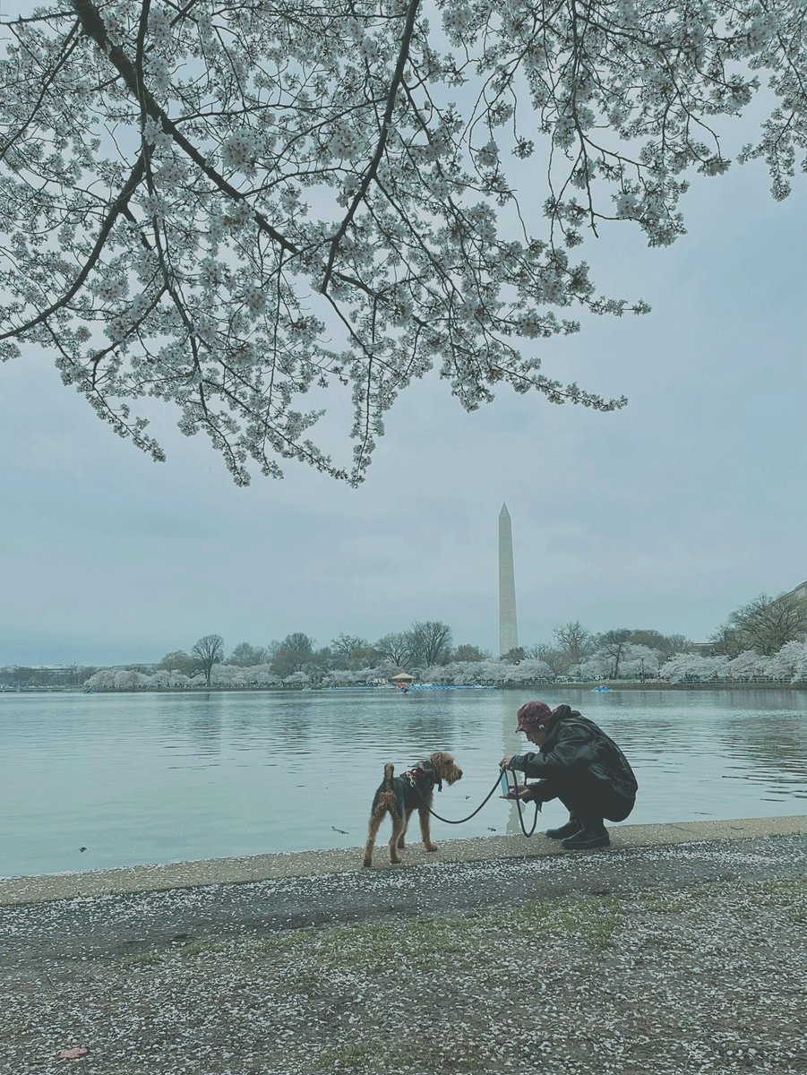 日本から送られた桜を見るために首都、ワシントンへ行って来ました！

都会に住んでいるミソは、たくさんの植物を見て興奮してました。

かわいい。