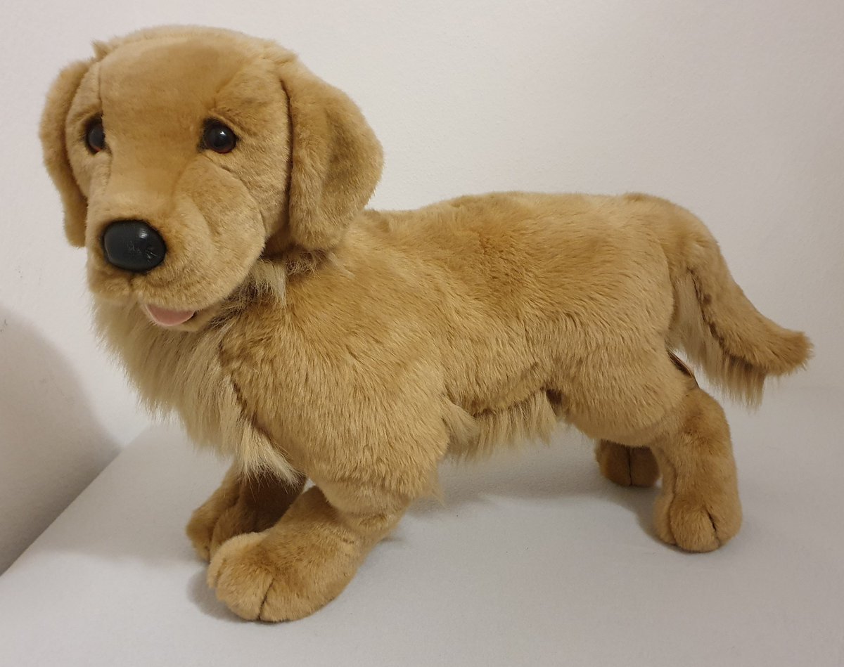 1000Room's tweet photo. #Douglas #Cuddle-Toys #Retriever #Plush. He is about 50cm. https://t.co/BU6cYl1zsE