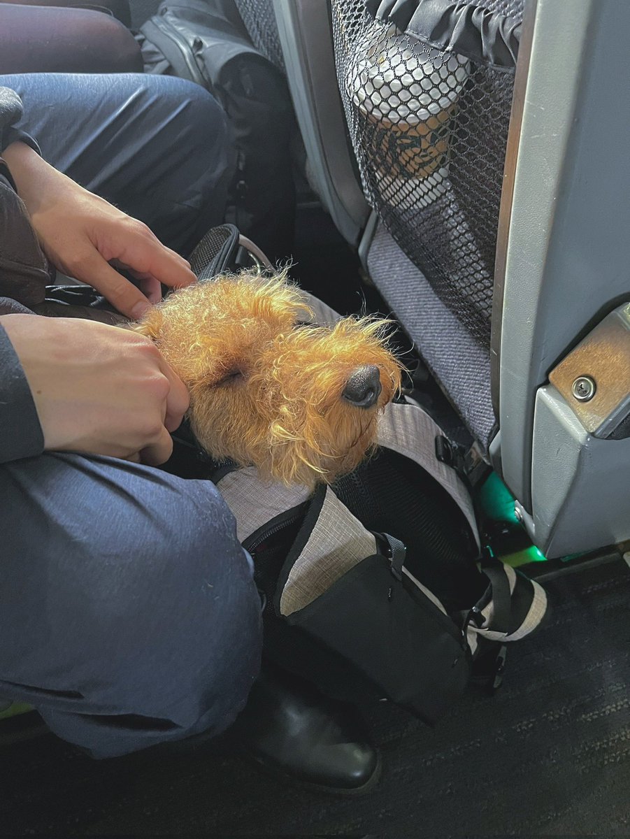 ニューヨークからワシントンへ電車で3時間。

バッグの外に出れず泣きだすミソ。

うぅ～ん

...じゃぁチャックだけね。