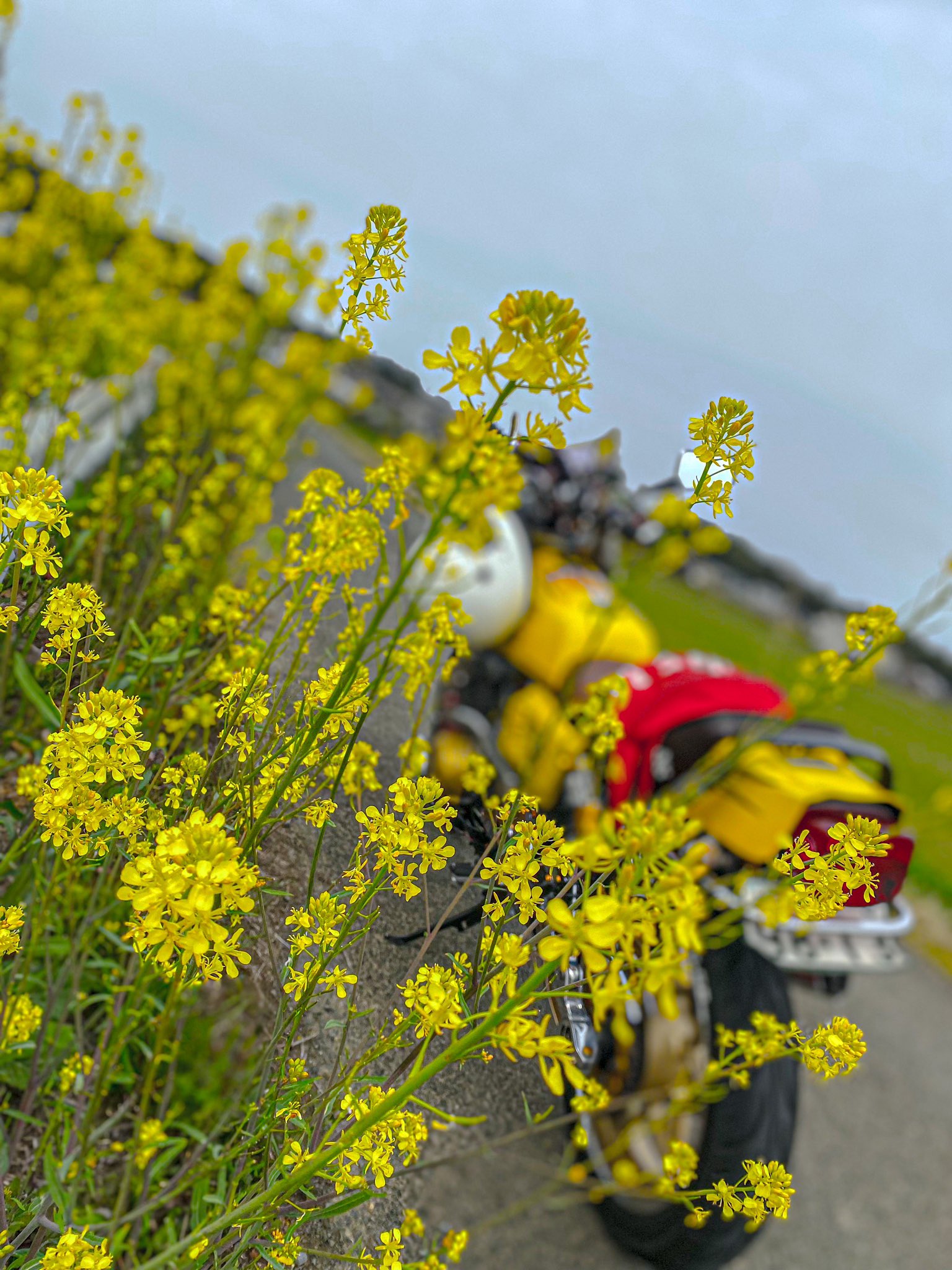 菜の花 桜と菜の花畑 奈良県[11019024828]の写真・イラスト素材｜アマナ