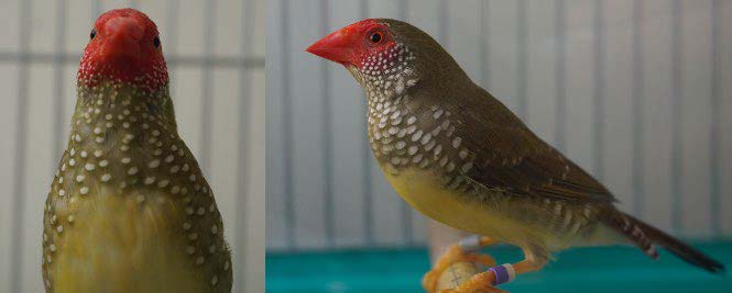 【研究成果】
水玉柄の鳥は水玉模様が好き～コモンチョウの特性理解で，動物にみられるさまざまな模様の進化解明に新展開～（理学研究院　准教授　相馬雅代）

詳細はこちら
hokudai.ac.jp/news/2022/03/p…