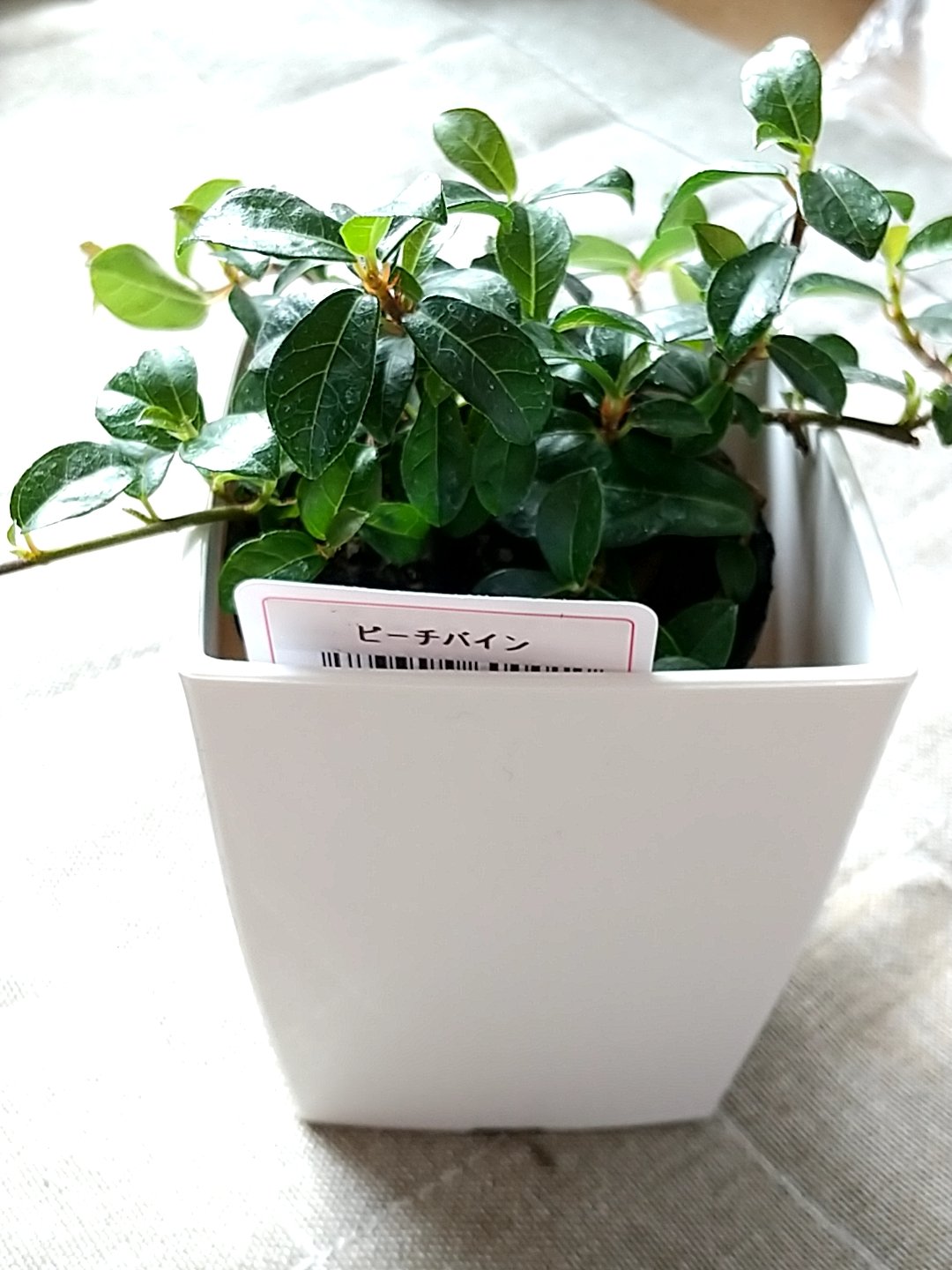 七菜子 ななし ダイソー以外の100均にて ピーチバイン かわいい名前だな って購入しちゃったけど 調べたらフィカスシャングリラっぽい ピーチバイン フィカスシャングリラ つる性ガジュマル ってことでok 観葉植物 100均植物