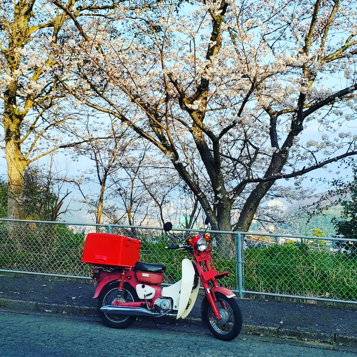 43IrkOvh2oHcYoy's tweet image. 近所の桜も綺麗に咲き始めましたー( ＾ω＾ )

#MD50 #郵政カブ #桜開花