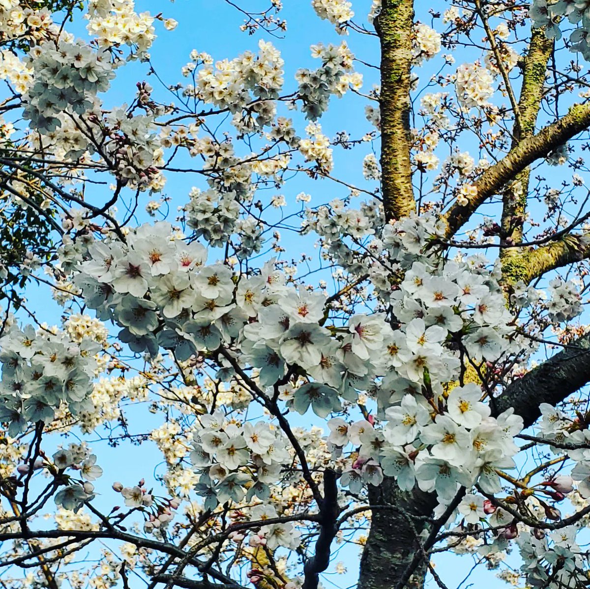 43IrkOvh2oHcYoy's tweet image. 近所の桜も綺麗に咲き始めましたー( ＾ω＾ )

#MD50 #郵政カブ #桜開花