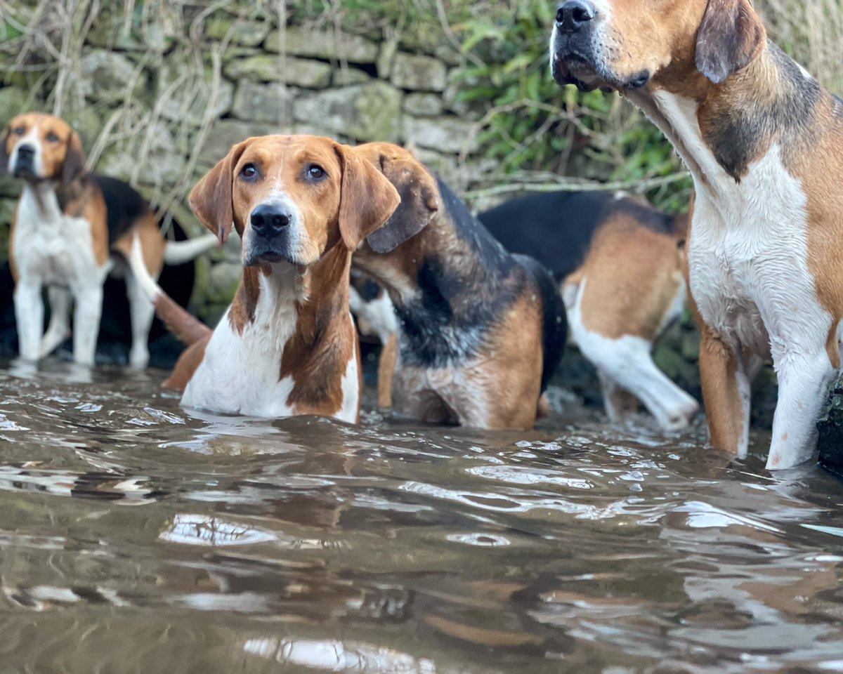 lurcherwork's tweet photo. #houndexercise #canineathletes #foxhounds #workingdogs #huntinghounds https://t.co/Y5HQJdaqmN
