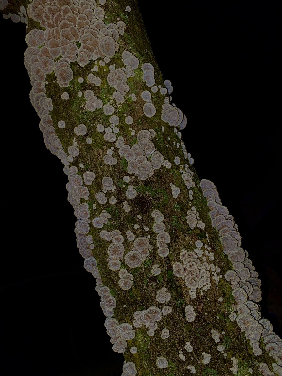 vinniebug's tweet image. Splitgill