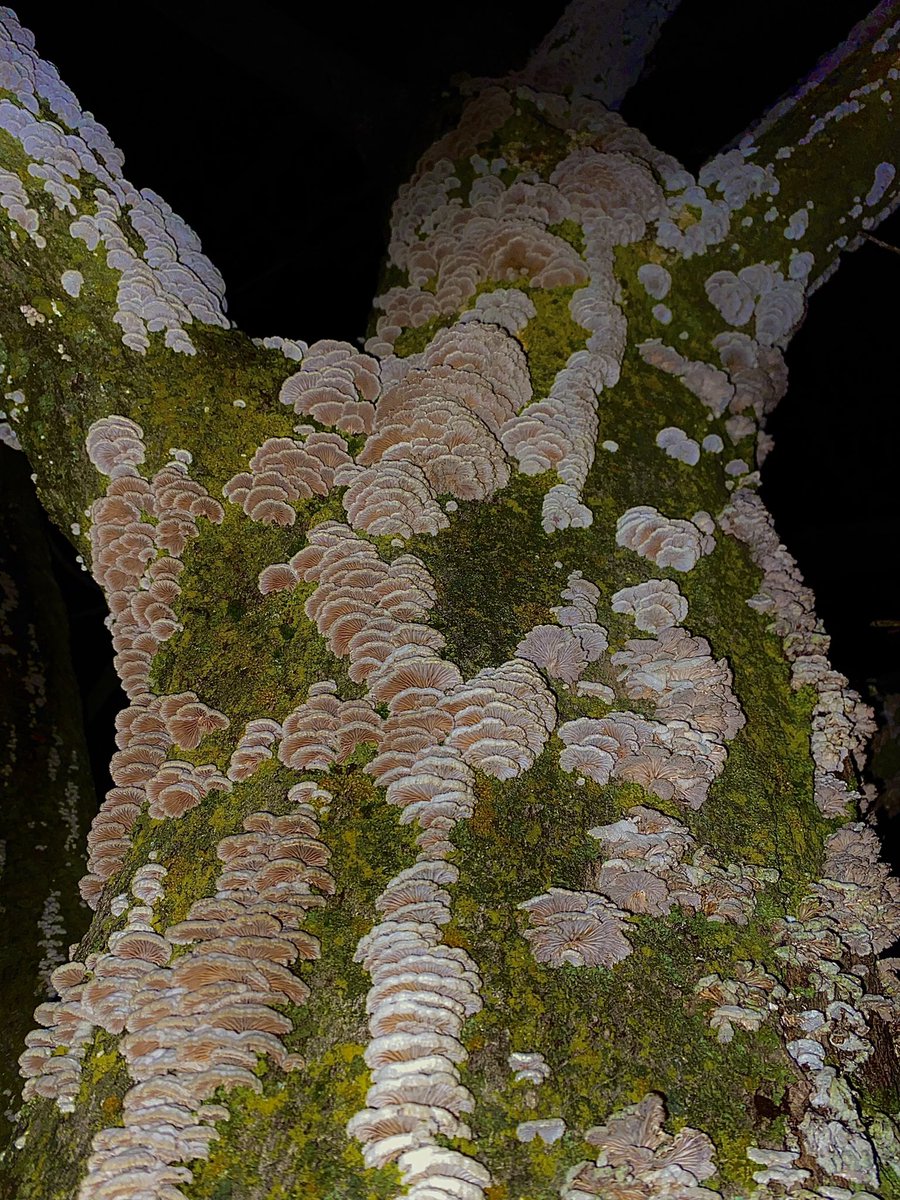 vinniebug's tweet image. Splitgill