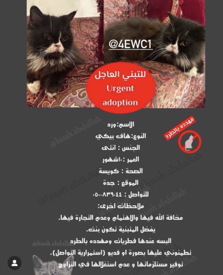 دجن 🐈 #انا_صوتهم (@h7qql) on Twitter photo 