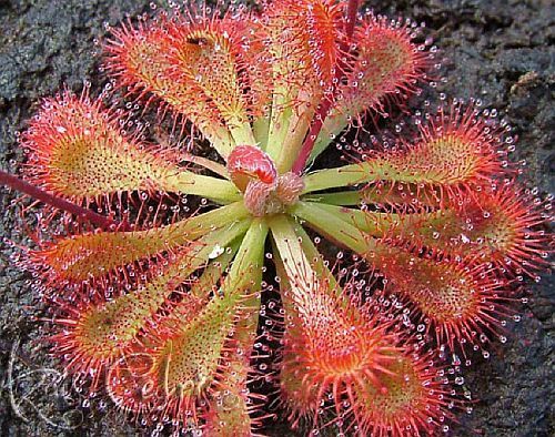 SSJAudrey's tweet photo. It's a carnivorous plant for my collection; aka Alice Sundew 😍😍 https://t.co/A0ATlmw2ad