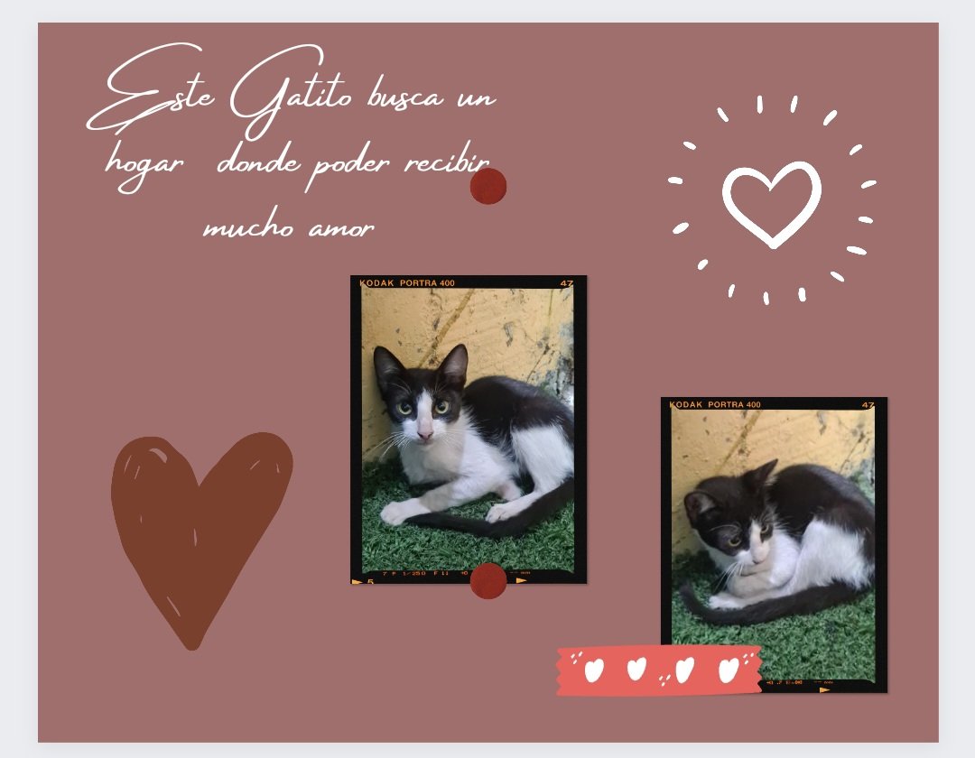 shirsil89's tweet photo. Holaa... #infoadoptame algún lugar donde poder llevar este Gatito?  Se salvó del raudal y hoy busca un lugar y una familia con quien  vivir❤ https://t.co/0wlTQtzgDu