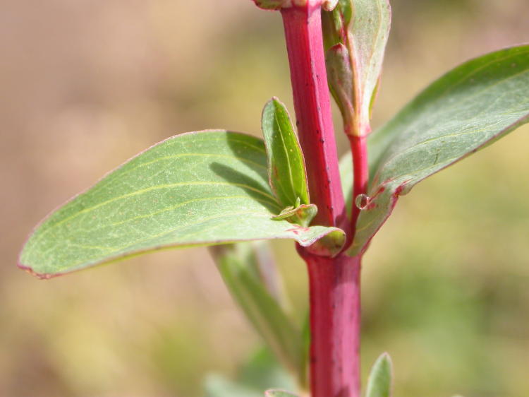 Plant stem. Цветок с красным стеблем. Растение с красным стеблем и зелеными листьями. Гладкий стебель. Сорняк с красным стеблем и зелеными листьями.