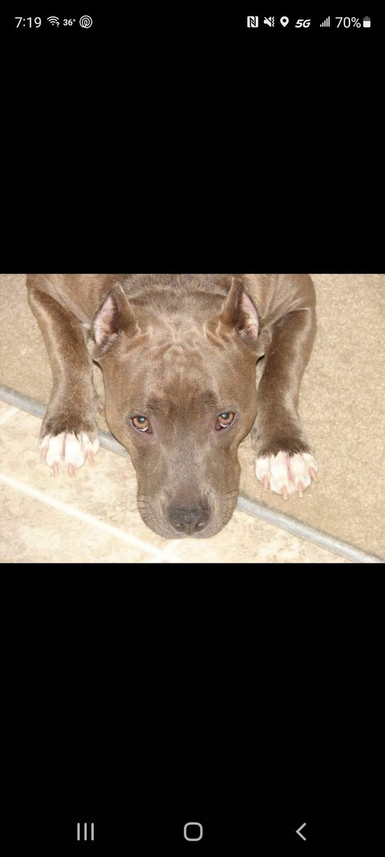 Mars_mallow243's tweet photo. @WeirdGirl2364 this is my old lady when she was younger. https://t.co/zyPDoRE8IB