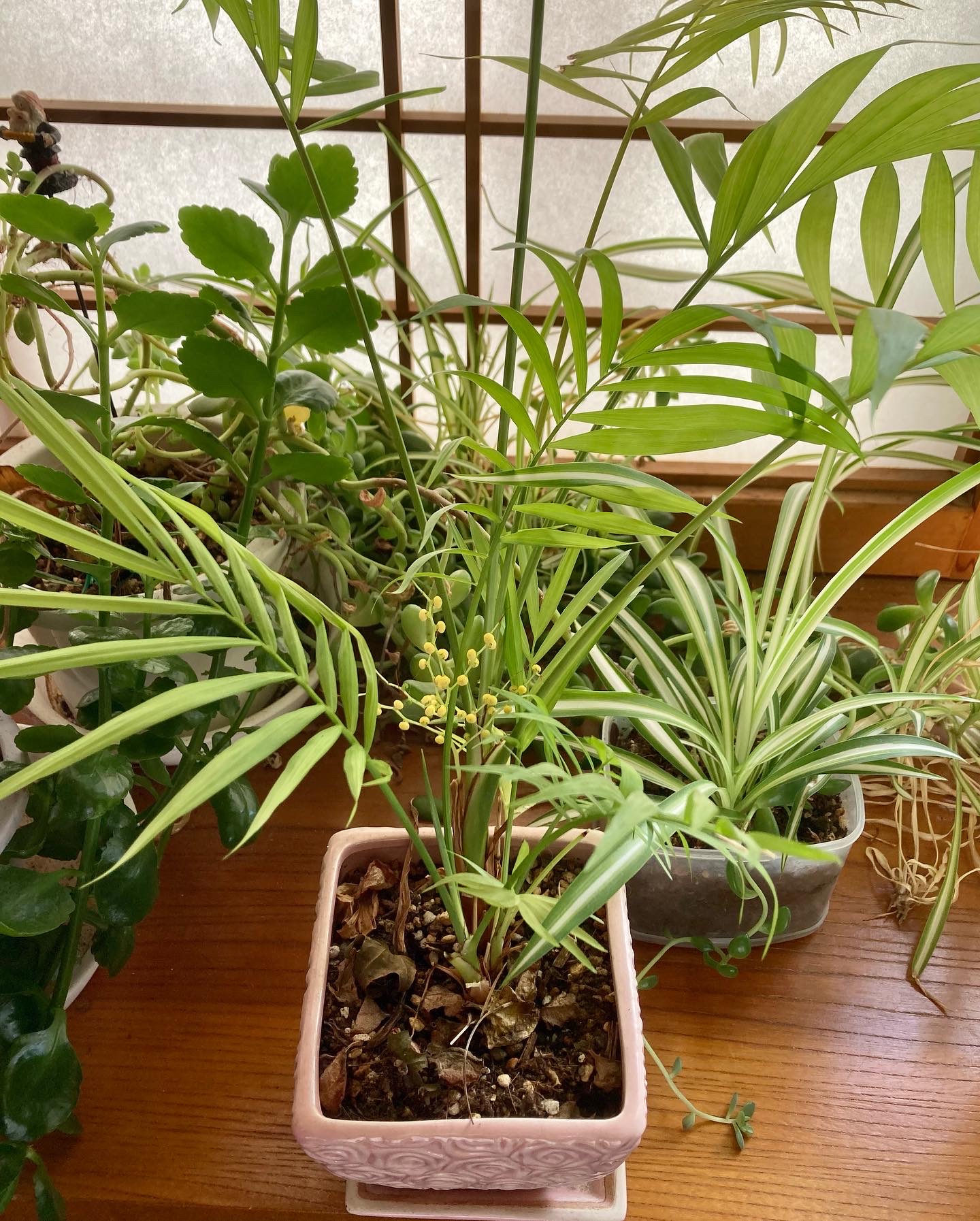 John Munjak Parlor Palm テーブルヤシ T Co 3dtyp11rzt 富山 富山市 英語 英会話 英語の勉強 英語勉強 English Studyenglish Studyenglishonline Speakenglish Speakenglishonline Everydayenglish Parlorpalm Parlourpalm