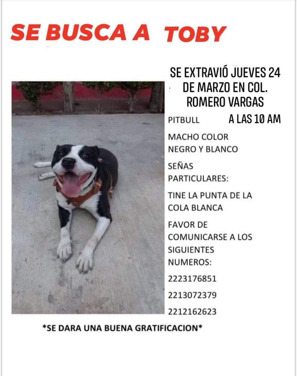 🐾 ¡Se perdió Toby! 🐾

Ayudemos a localizar a este chaparrito que se perdió, este 24 de marzo, en la Junta Auxiliar Ignacio Romero Vargas, en #Puebla. 🥺

☎️ Si alguien lo ve, comuníquese a los números 22 23 17 68 51, 22 13 07 23 79 o 22 12 16 26 23.