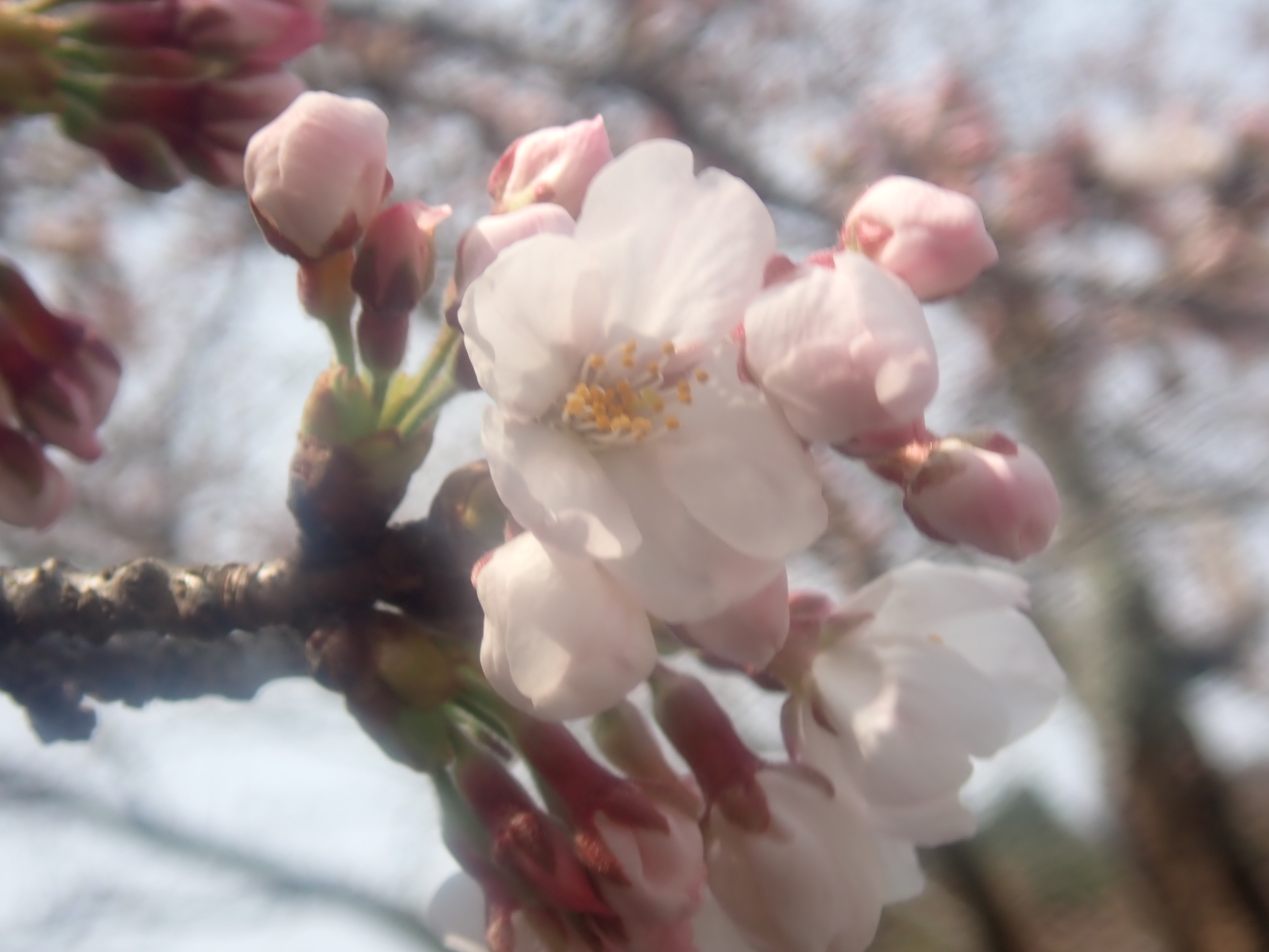 山口市 文化財保護課 花は咲き 人は移ろう 年年歳歳花相似たり 歳歳年年人同じからず 劉希夷 代悲白頭翁 から 文化財保護課の桜も咲き始めました 文化財保護課 開花 劉希夷 平賀太助 山口市 T Co 02ymyvst3s Twitter
