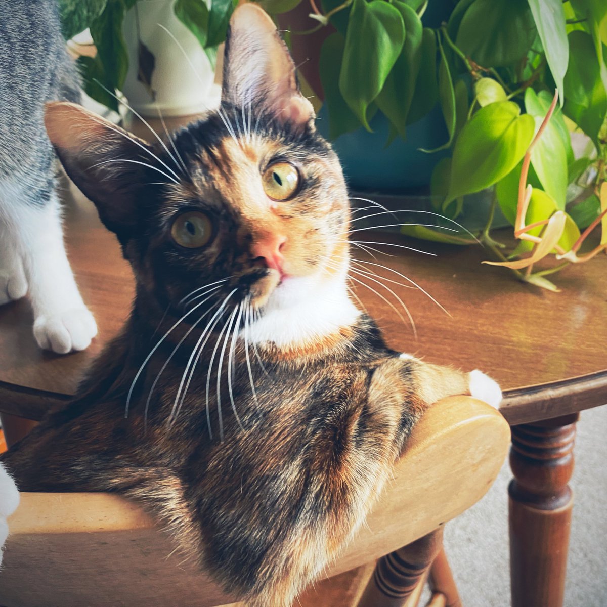 Larissaah15's tweet photo. Quitting my day job to become an agent for my absolute supermodel of a cat. DM to inquire https://t.co/vnhA3vI40Z