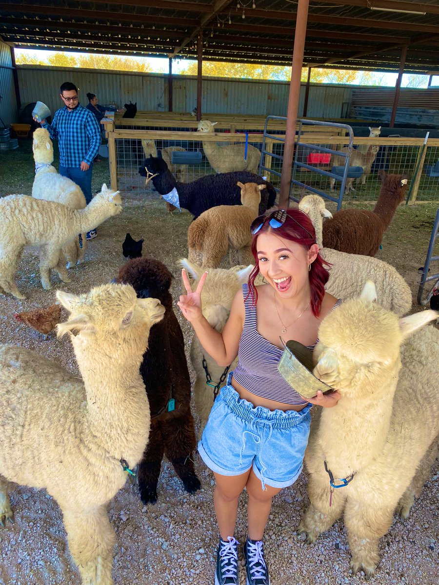 hottcheetohead's tweet photo. cayuuuuutest place ever 🦙💕#alpacafarm https://t.co/i225GfQPkJ