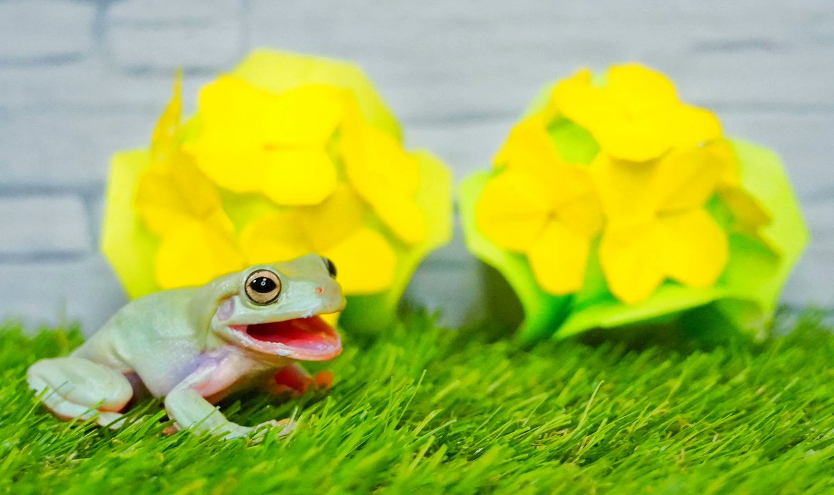 FrogFrogYouTube's tweet photo. #こんにちは☀
3月25日、散歩にゴーの日🚶
【さん（3）ぽに（2）ごー（5）】
散歩にゴーと読む語呂合わせ🚶
高齢者に転倒を怖れず春の外出を
楽しんでもらいたいとの想い🚶
【みんな（3）でニコニコ（25）】
笑顔表情筋の日☺️
笑顔で散歩にゴー🚶
#散歩にゴーの日 #笑顔表情筋の日
#Frog #YouTube https://t.co/0qxPZZoqCp