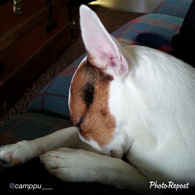 jackrussellfans's tweet photo. https://t.co/Avq2yQfs9Y